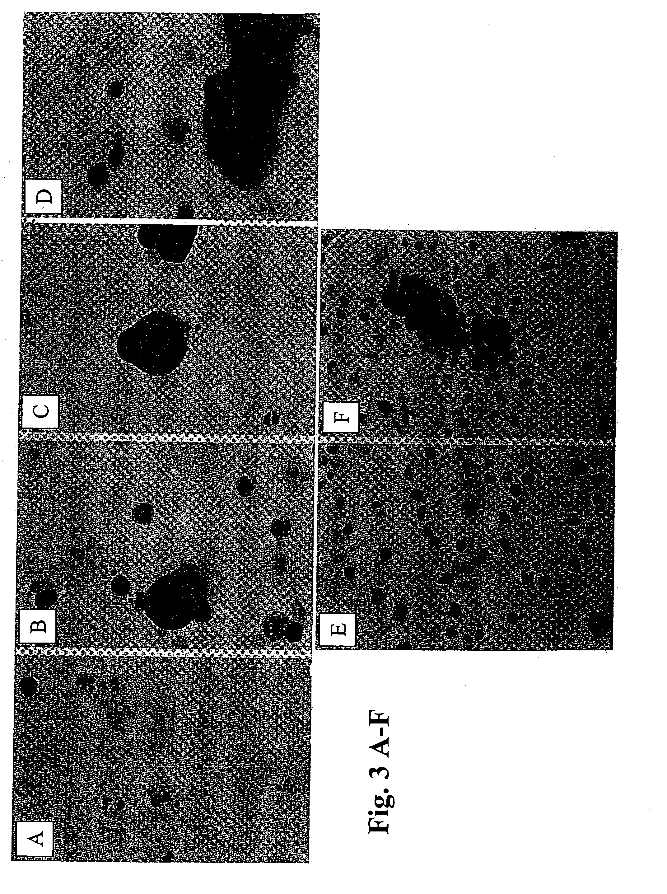 Dedifferentiated, programmable stem cells of monocytic origin, and their production and use