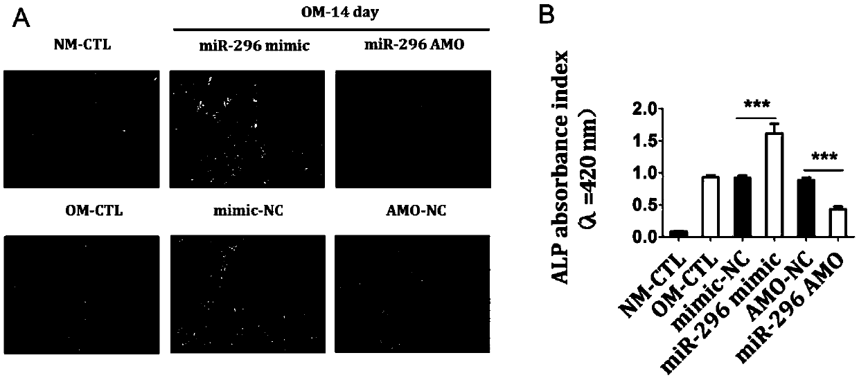 Application of miR-296 and simulant thereof in promoting osteogenic differentiation of bone marrow mesenchymal stem cells and bone formation