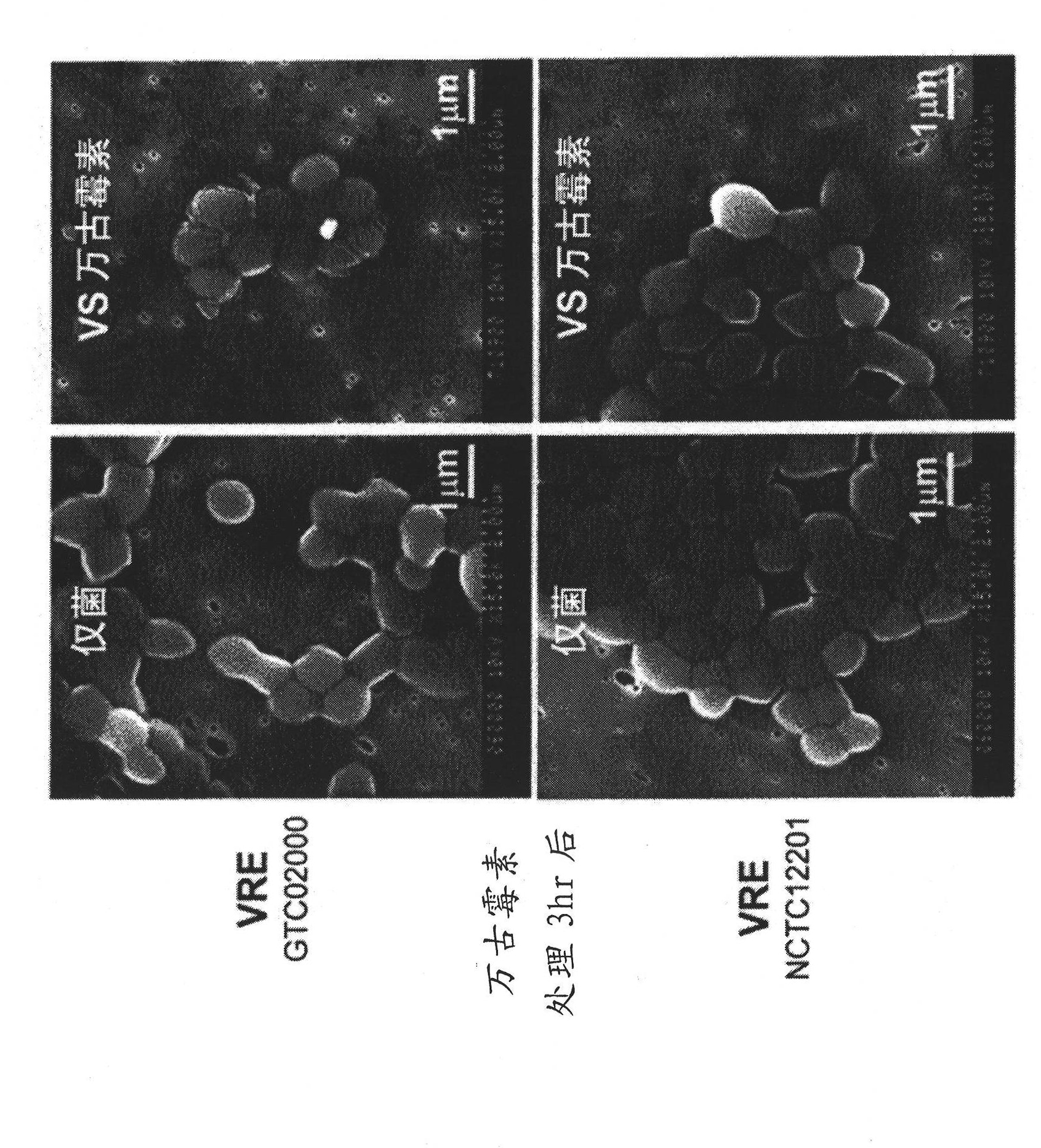 Antimicrobial agent for gram-positive bacteria