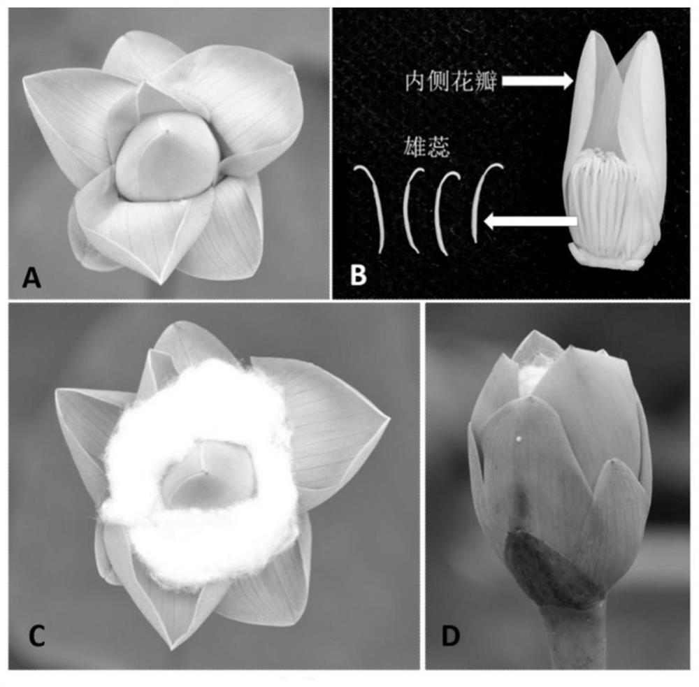 Method for breeding lotus triploid by 2n pollen hybridization