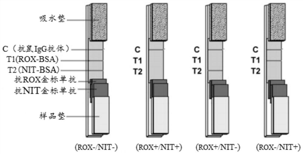 A double detection test paper for roxarsine and nifedipine acid