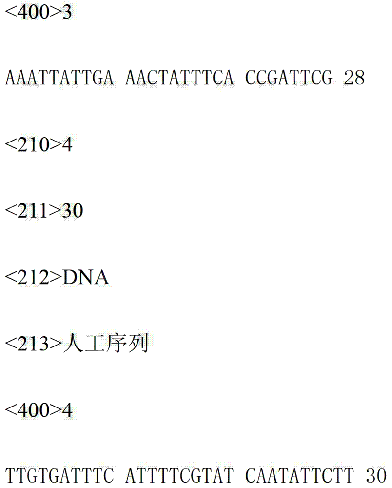 A snp411871 marker associated with shell type and weight size of Pinctada martensii and its primers and applications