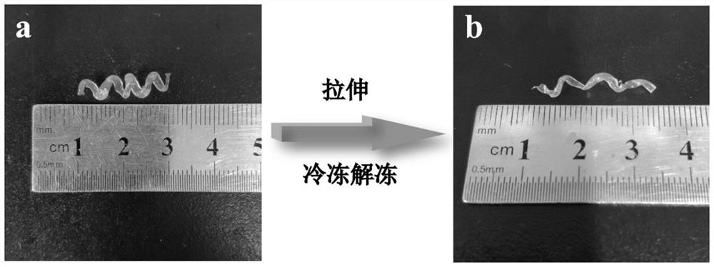 Biodegradable magnetically controlled pva micromotor bracket and its preparation method and application