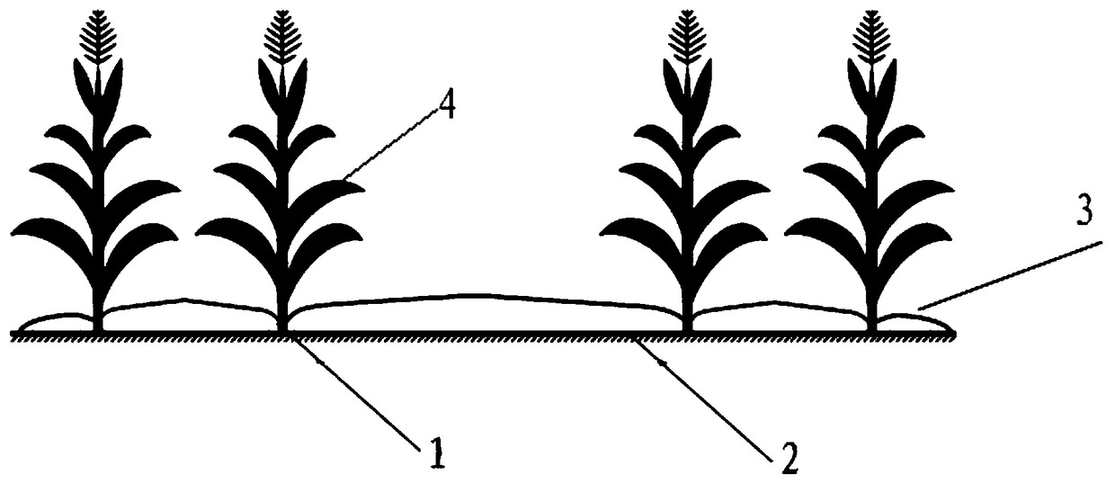 Rain collecting and film mulching planting method for corn