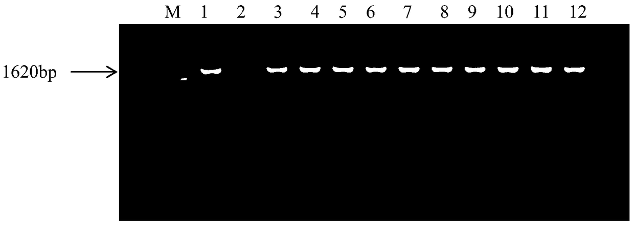 aaaldh1 gene promoter and use thereof