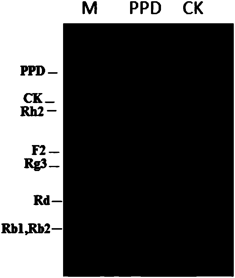 Glycosyltransferase, mutants and application thereof