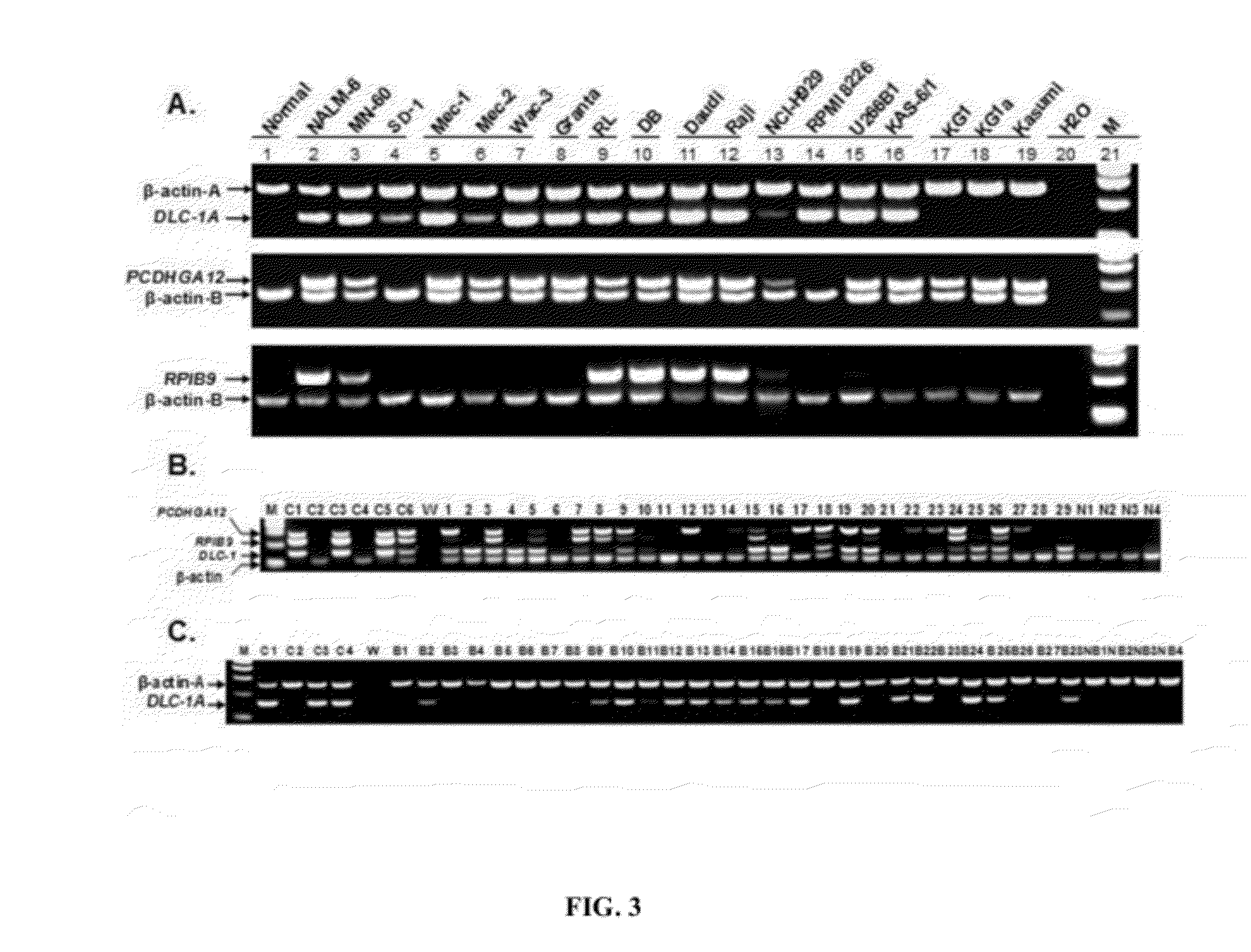 Methods for detecting rare circulating cancer cells using DNA methylation biomarkers