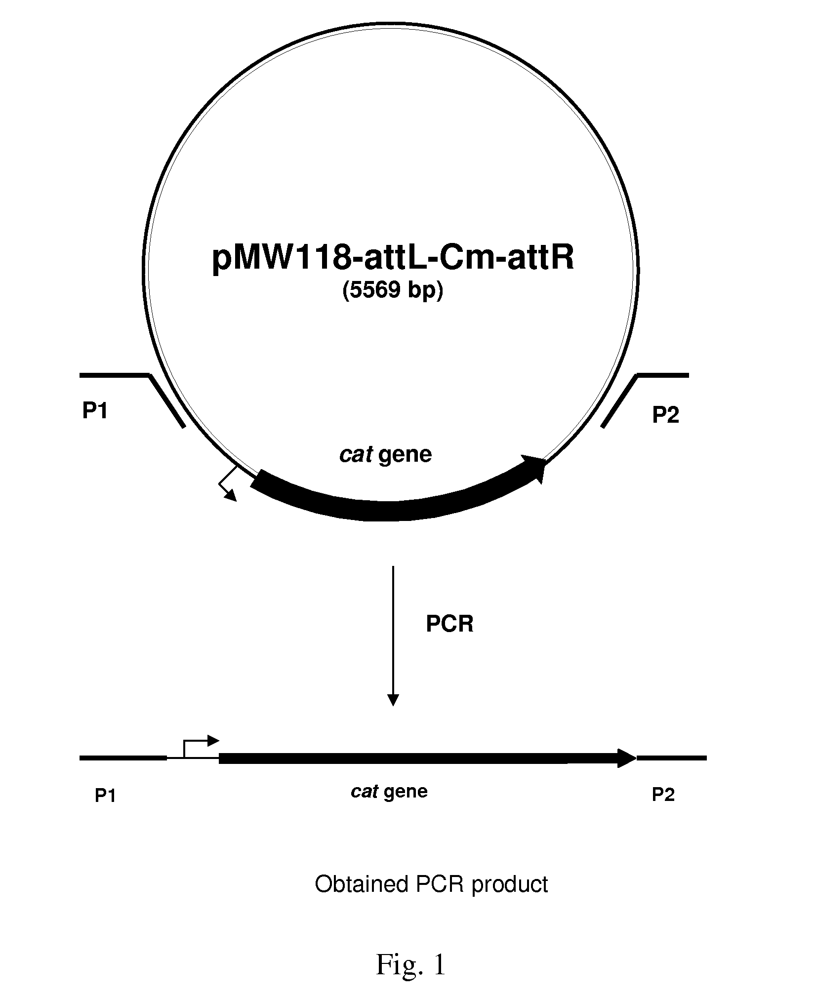 Method for producing an l-amino acid using bacterium of the enterobacteriaceae family with attenuated expression of a gene coding for small RNA