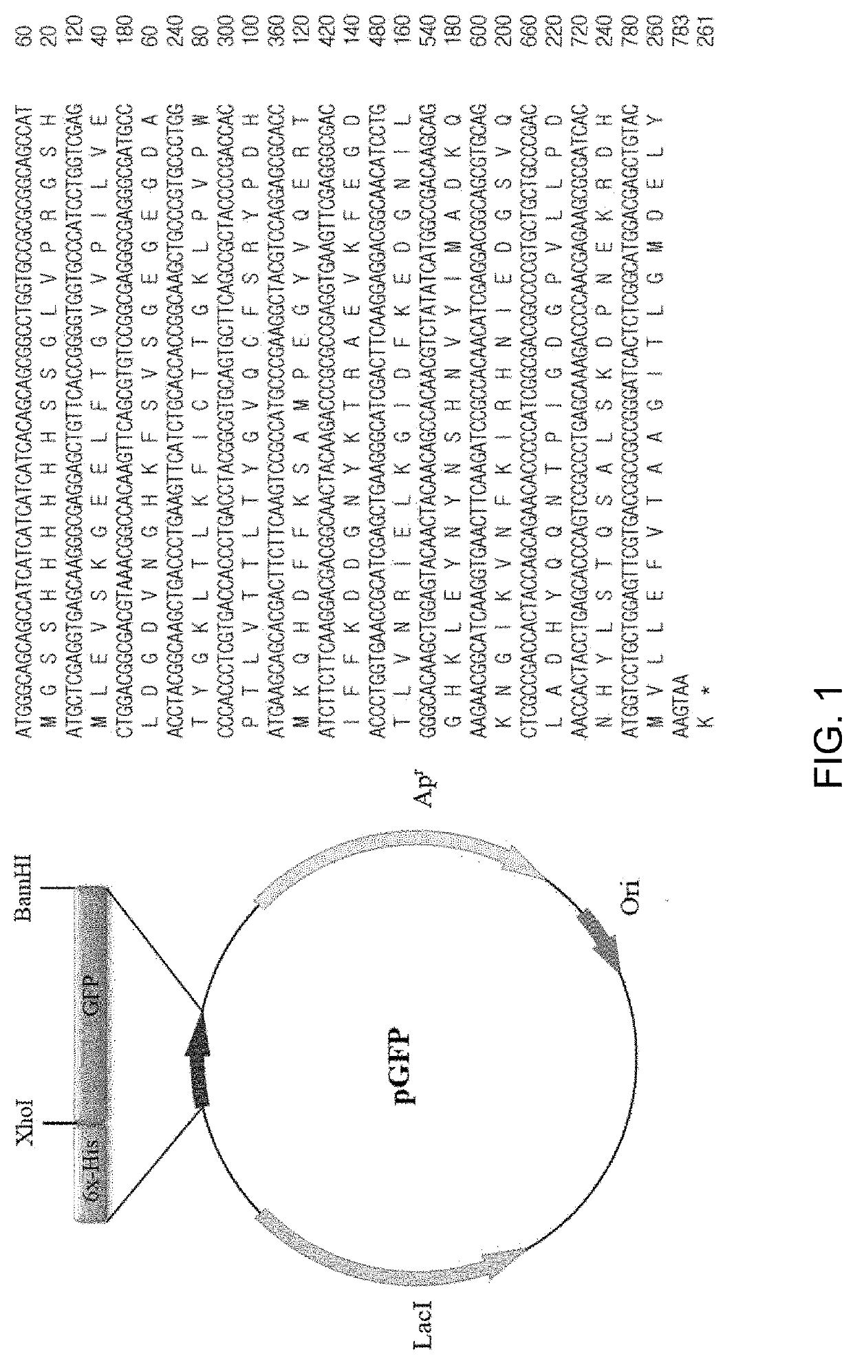 Novel protein transduction domain and use thereof