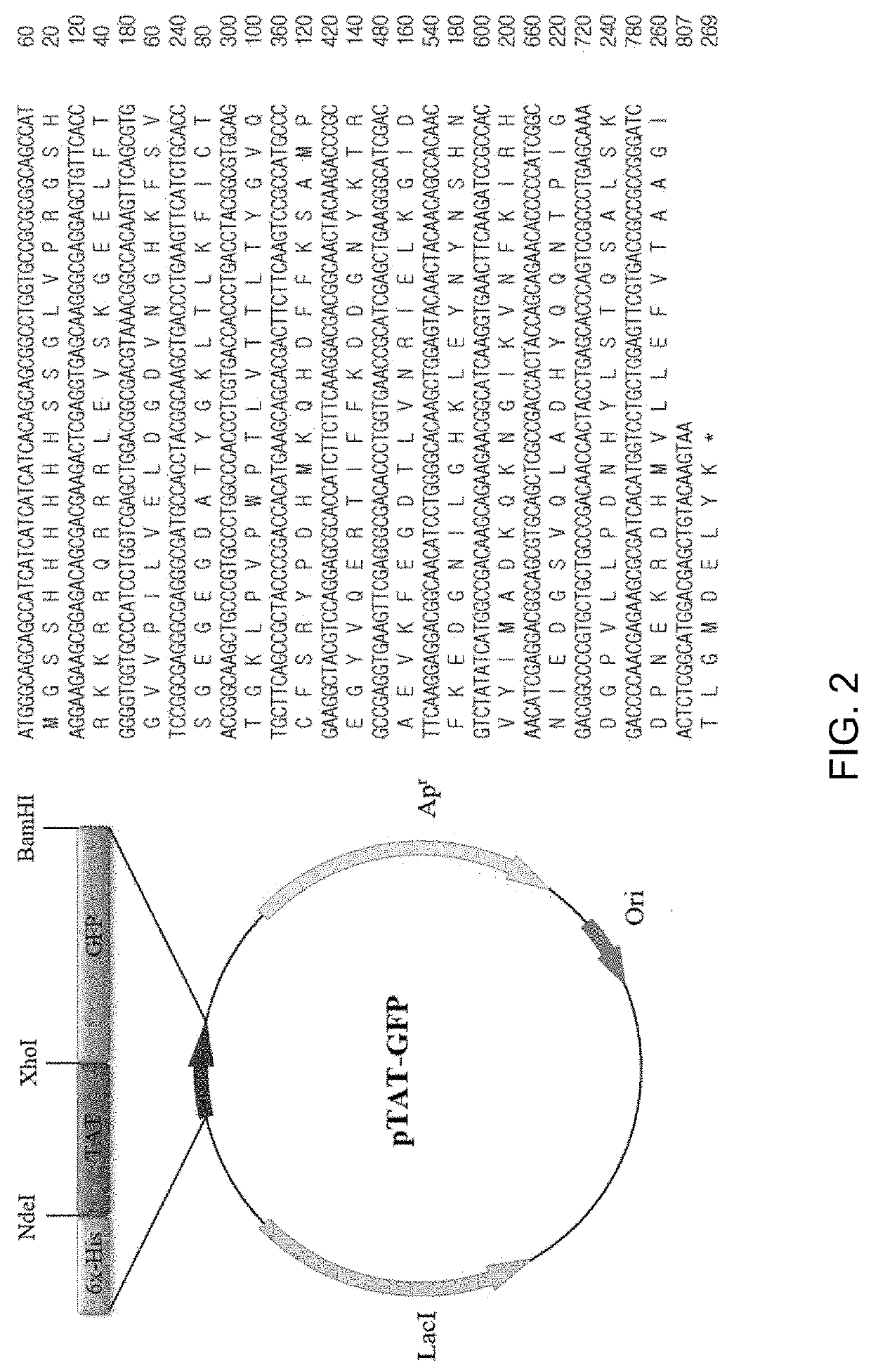 Novel protein transduction domain and use thereof