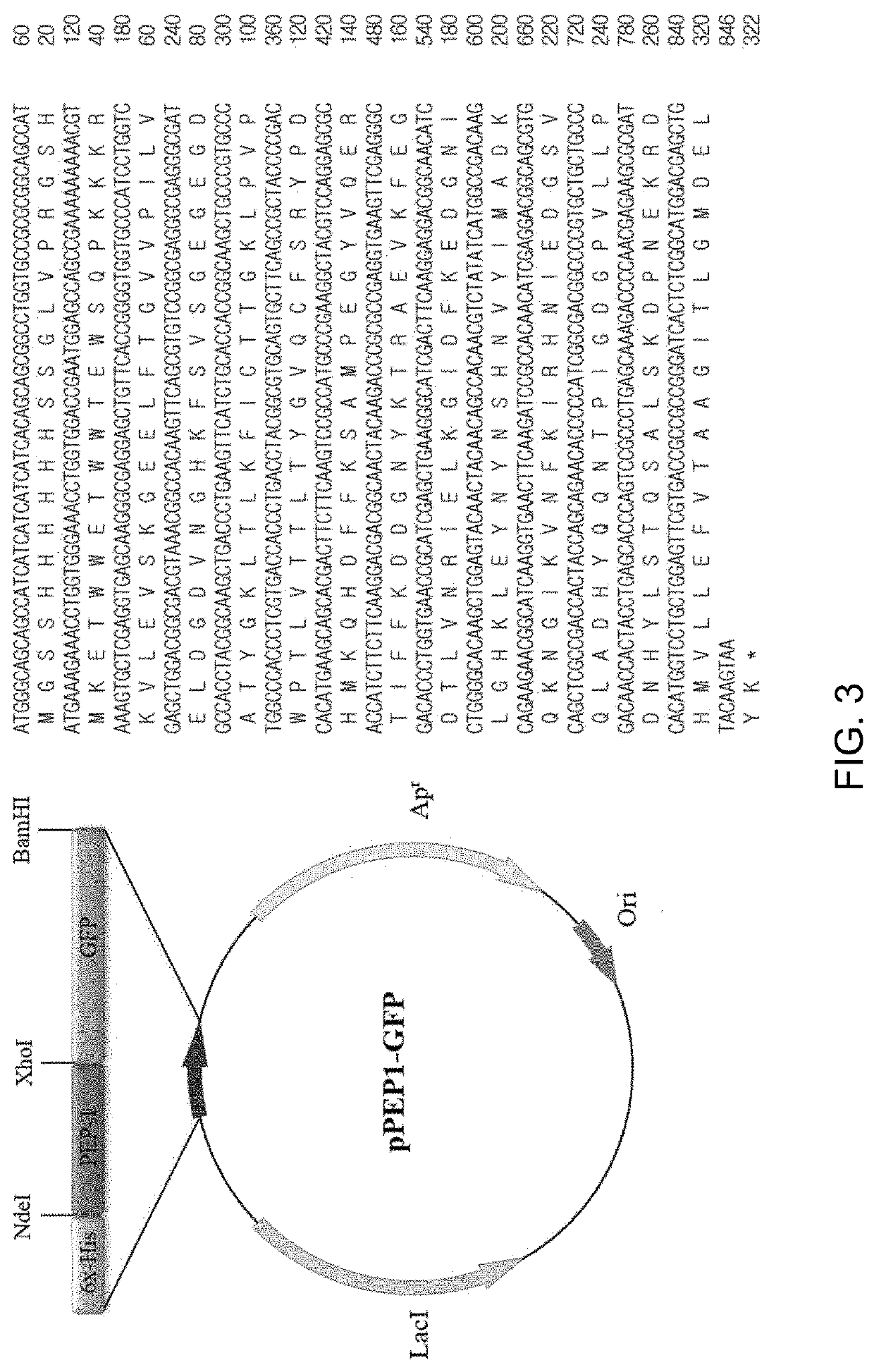 Novel protein transduction domain and use thereof