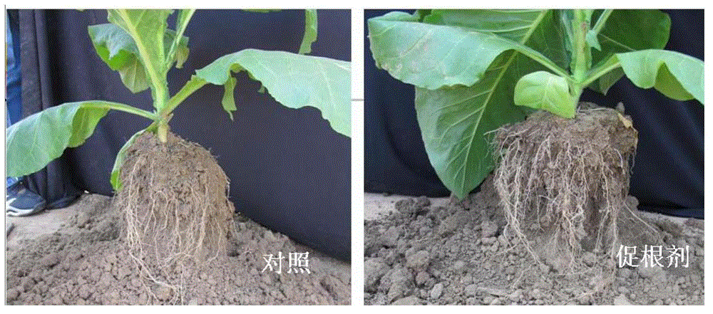 Root growth promoting agent for tobacco, its preparation and application