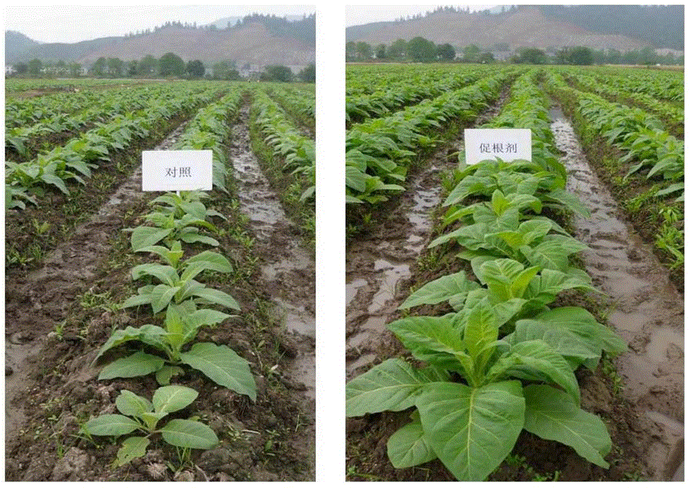 Root growth promoting agent for tobacco, its preparation and application