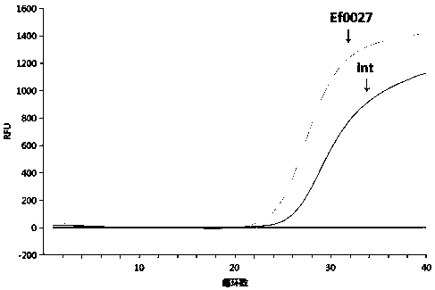 Primer and/or probe composition for detecting cocci causing bloodstream infections and application of primer and/or probe composition