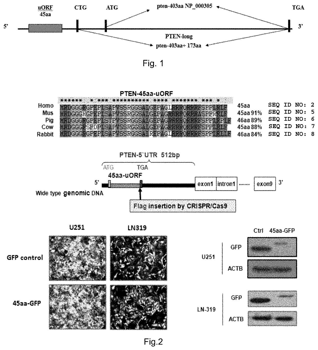 Use of Upstream Open Reading Frame 45aa-uORF Nucleotide Sequence of PTEN Gene and Polypeptide Coded by 45aa-uORF