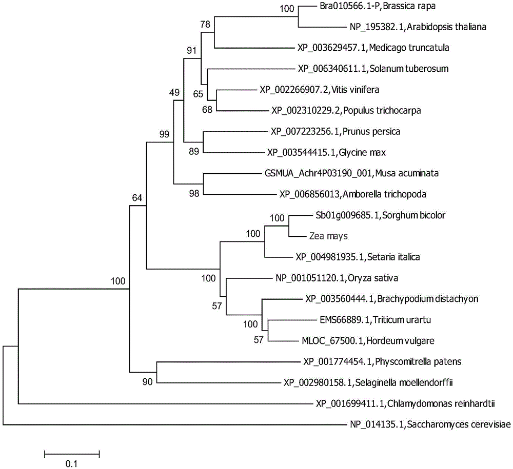 Clone of corn phosphatidylinositol transportprotein gene ZmSEC14p and application thereof