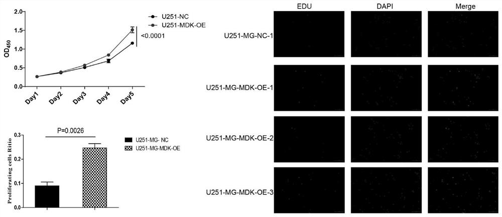 Method for researching function of MDK gene in promoting proliferation of brain glioma and application of MDK gene