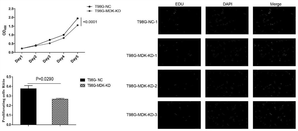 Method for researching function of MDK gene in promoting proliferation of brain glioma and application of MDK gene