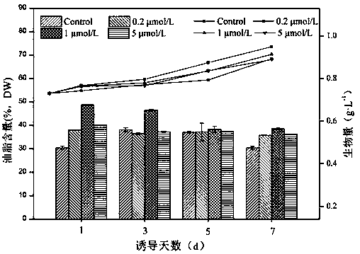 Application of strigolactone in promoting oil accumulation of single needle algae