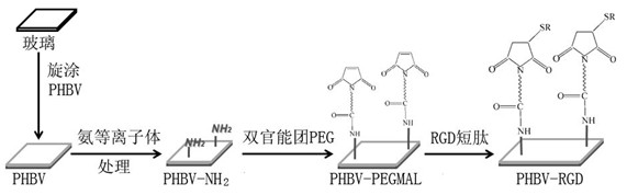 Surface biological functionalization method for hydrophobic medical high polymer materials