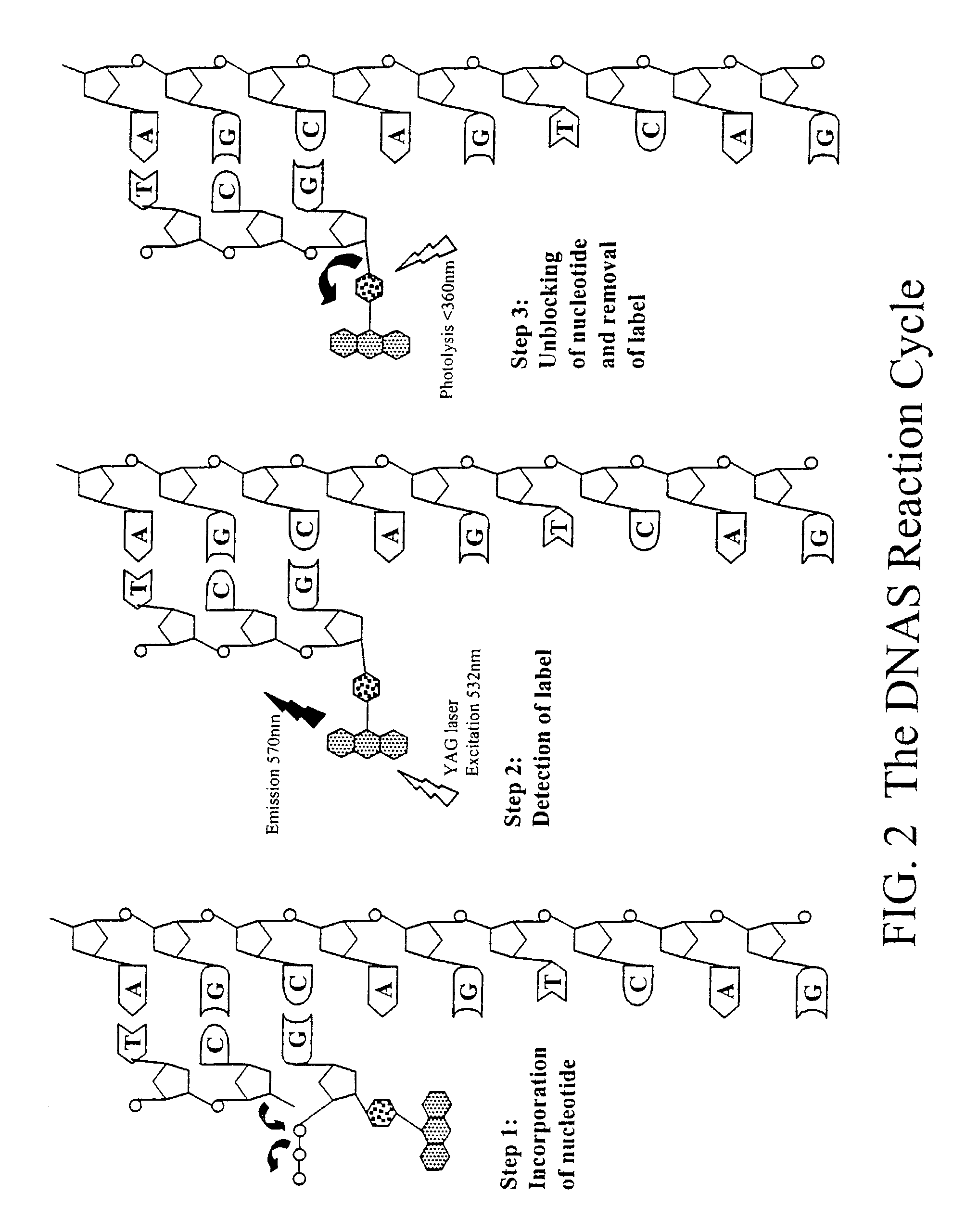 Method for direct nucleic acid sequencing