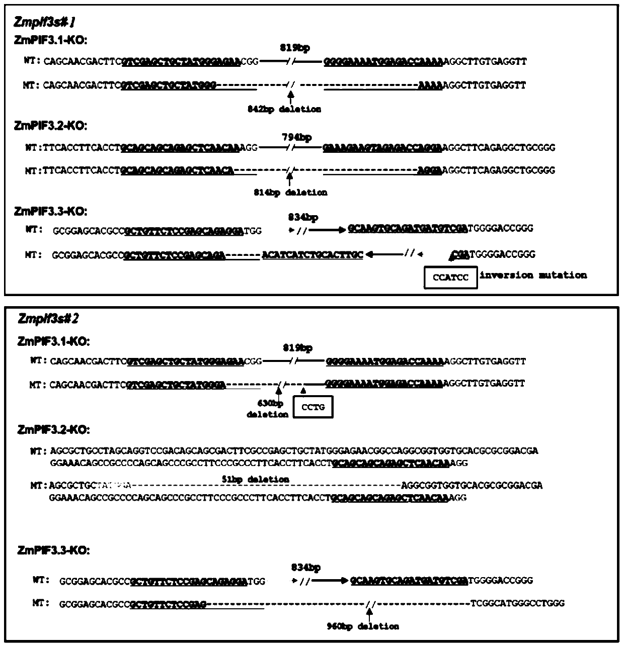 Corn ZmPIF3s mutant protein and encoding gene and application in breeding thereof