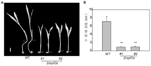 Corn ZmPIF3s mutant protein and encoding gene and application in breeding thereof