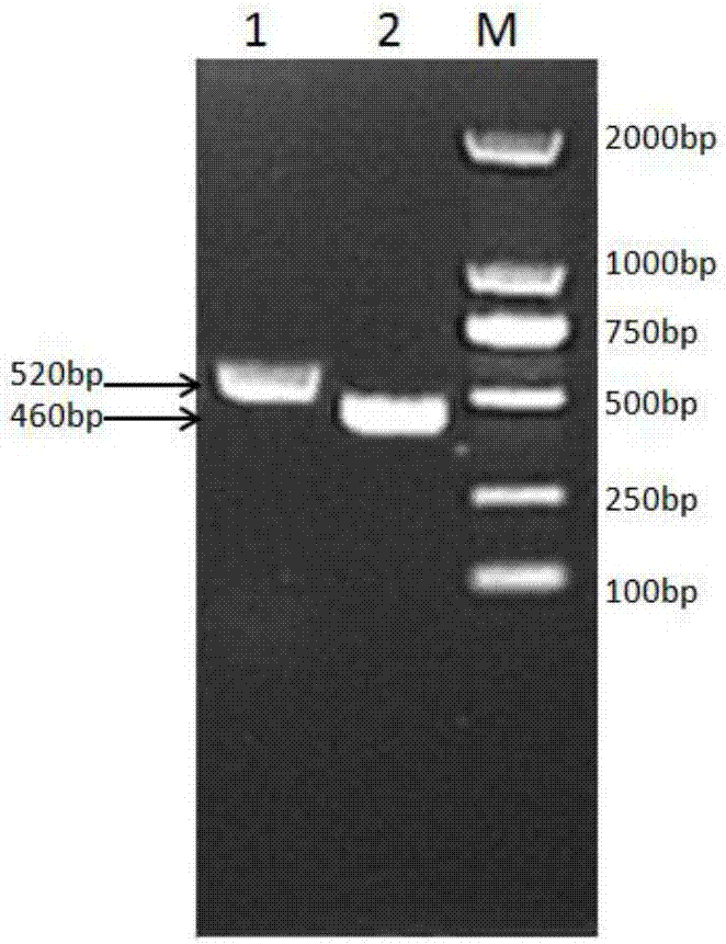 Recombinant chicken long-acting interferon gamma, fusion protein for preparing recombinant chicken long-acting interferon gamma, and preparation method of fusion protein