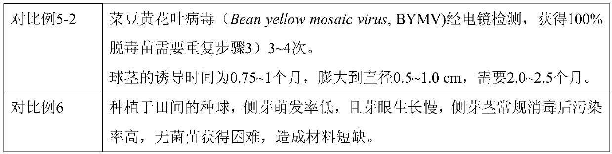 Culture method of virus-free test-tube corm of Fanhong No.1 crocus sativus l