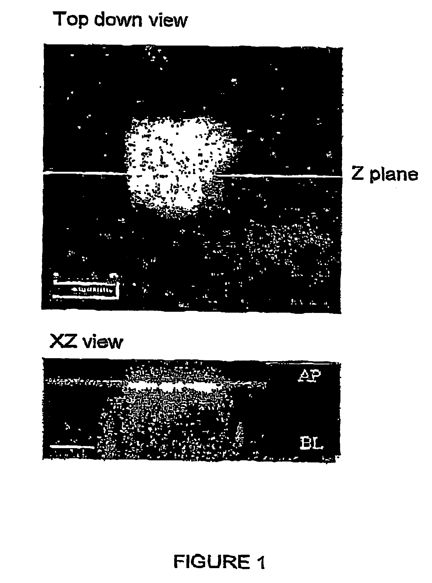 Modified proteins, isolated novel peptides,and uses thereof