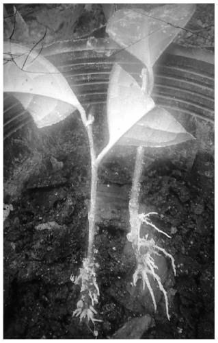 Rooting agent for cutting seedling and preparation method and application thereof