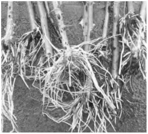 Rooting agent for cutting seedling and preparation method and application thereof