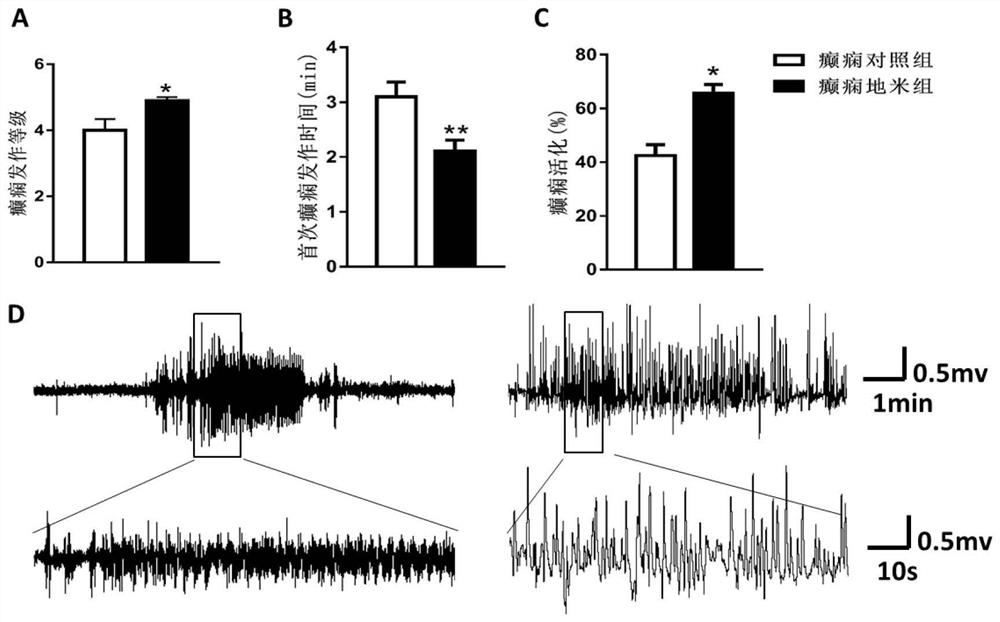 A method for constructing an animal model of fetal-derived adult epilepsy and its application