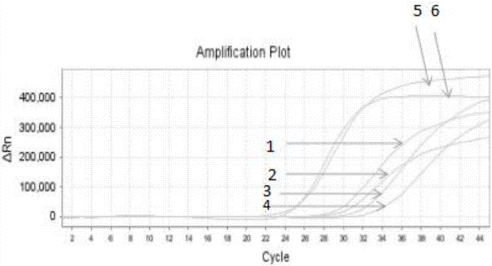 Rapid nucleic acid extraction method for fluorescent quantitative PCR (polymerase chain reaction) detection