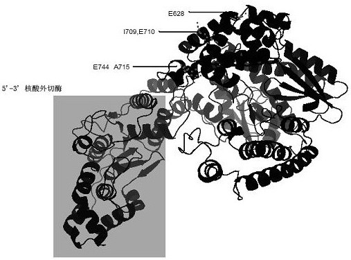 A polymerase mutant and its application