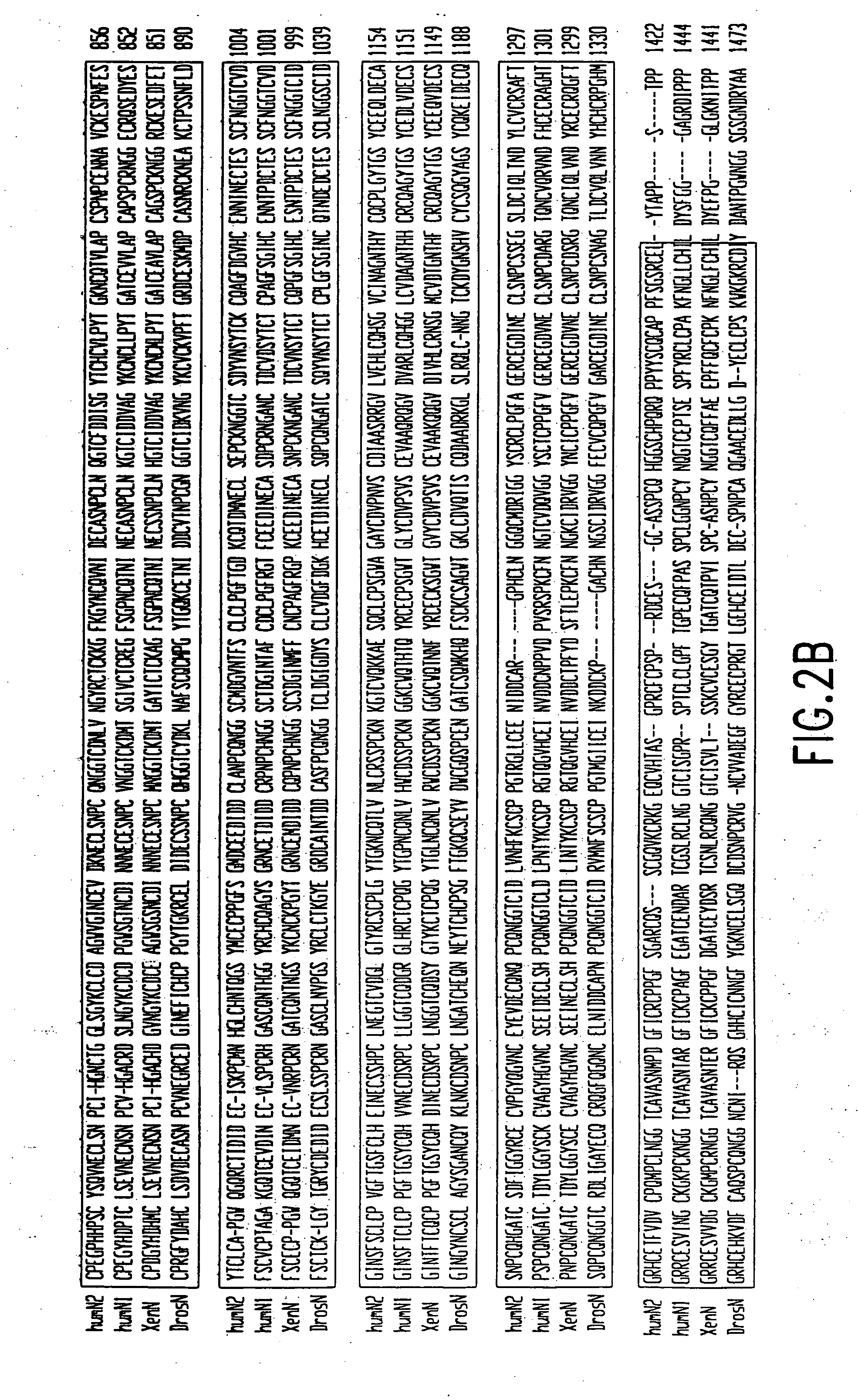 Activated forms of notch and methods based thereon