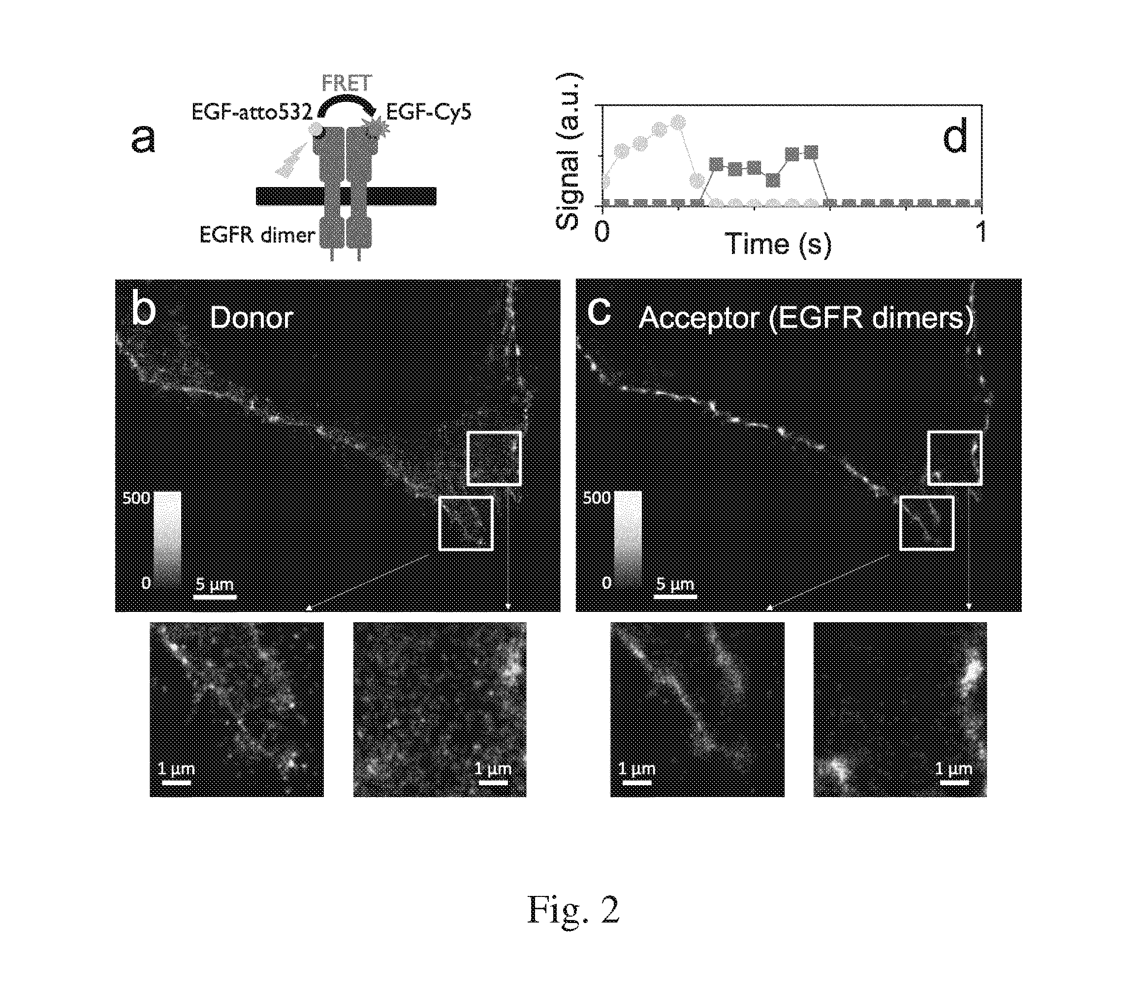 Method of studying reactions between two or more molecules in a biological sample
