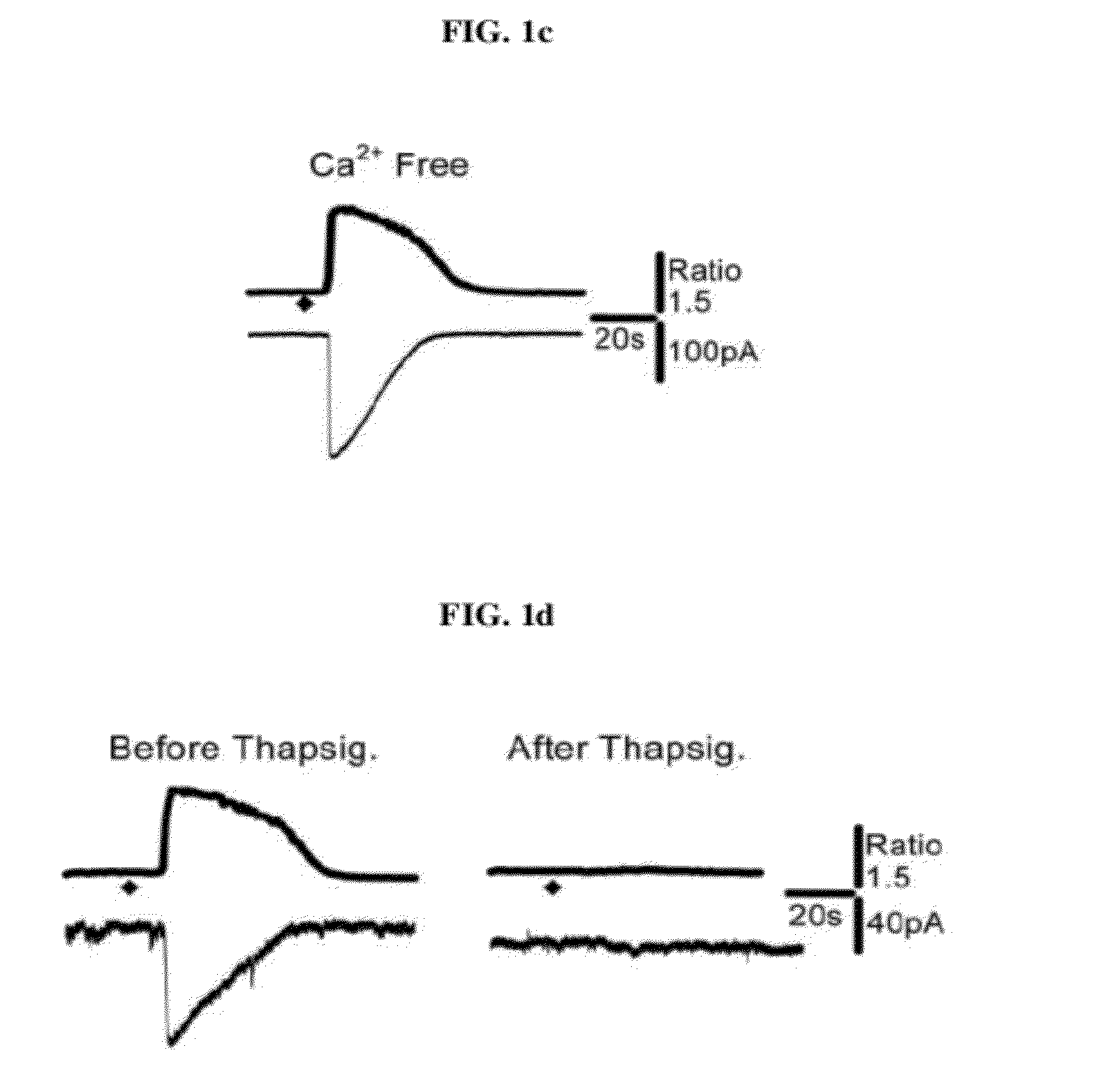 Regulation of neurotransmitter release through anion channels