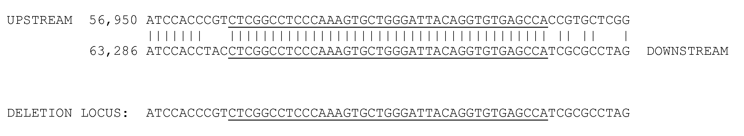 Large deletions in human brca1 gene and use thereof