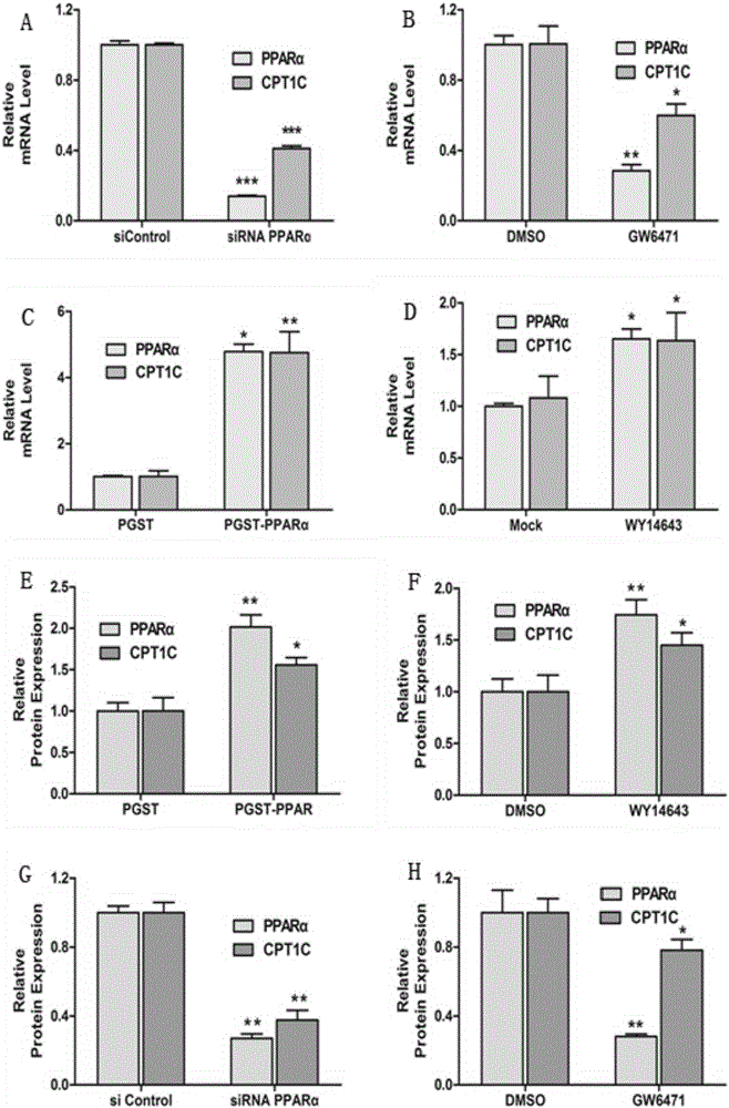 Direct regulation and control effect of peroxisome proliferator-activated receptor alpha on carnitine palmityl transferase 1C, and antitumor application