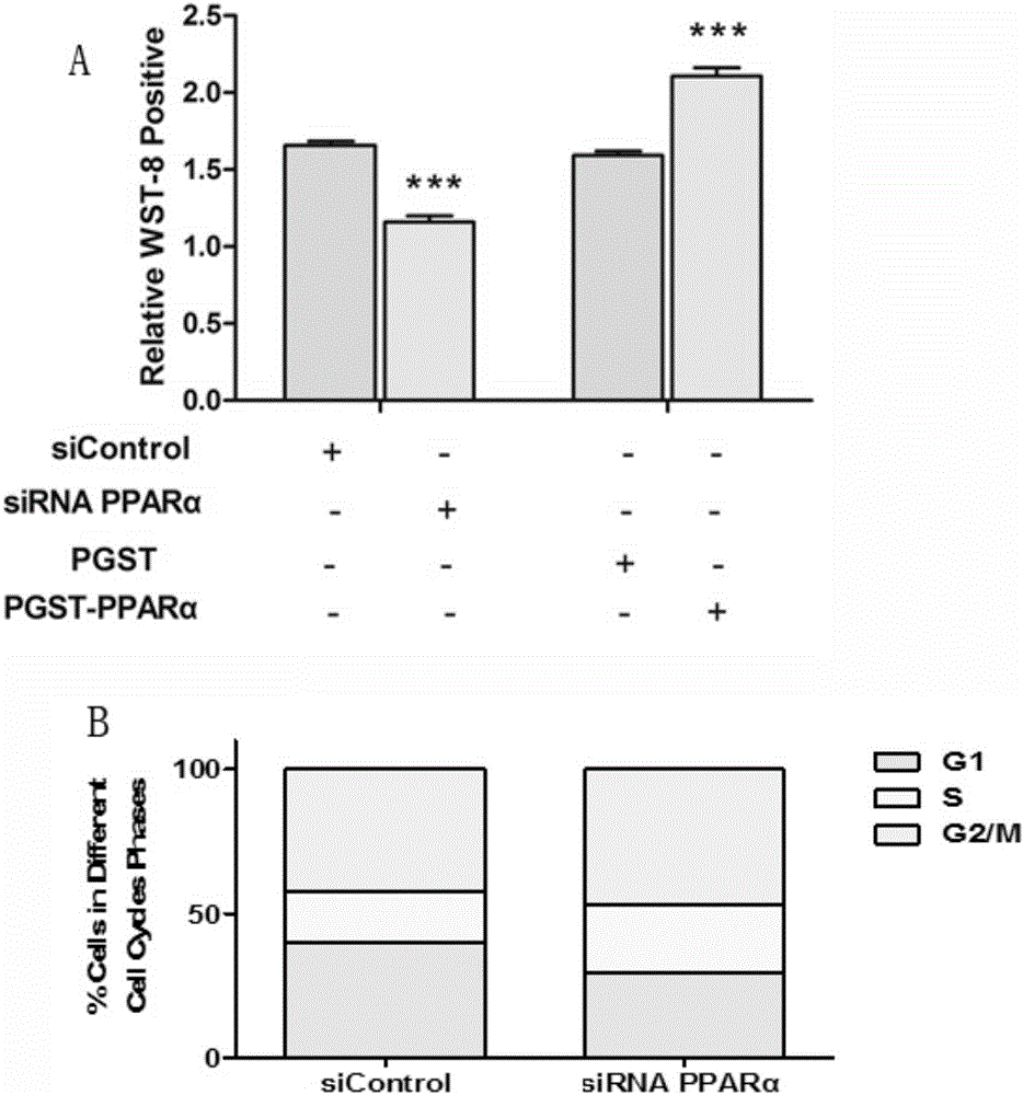 Direct regulation and control effect of peroxisome proliferator-activated receptor alpha on carnitine palmityl transferase 1C, and antitumor application