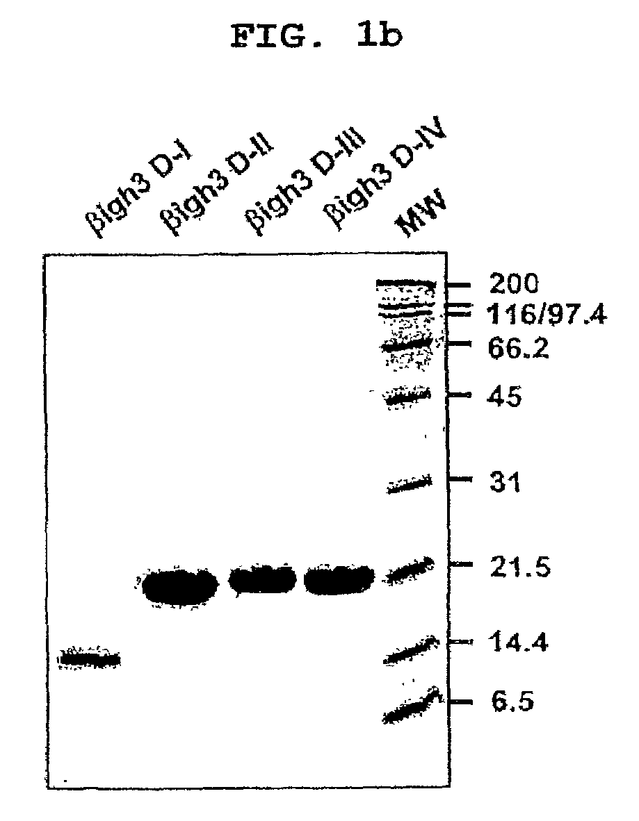 Peptides and derivatives thereof showing cell attachment, spreading and detachment activity