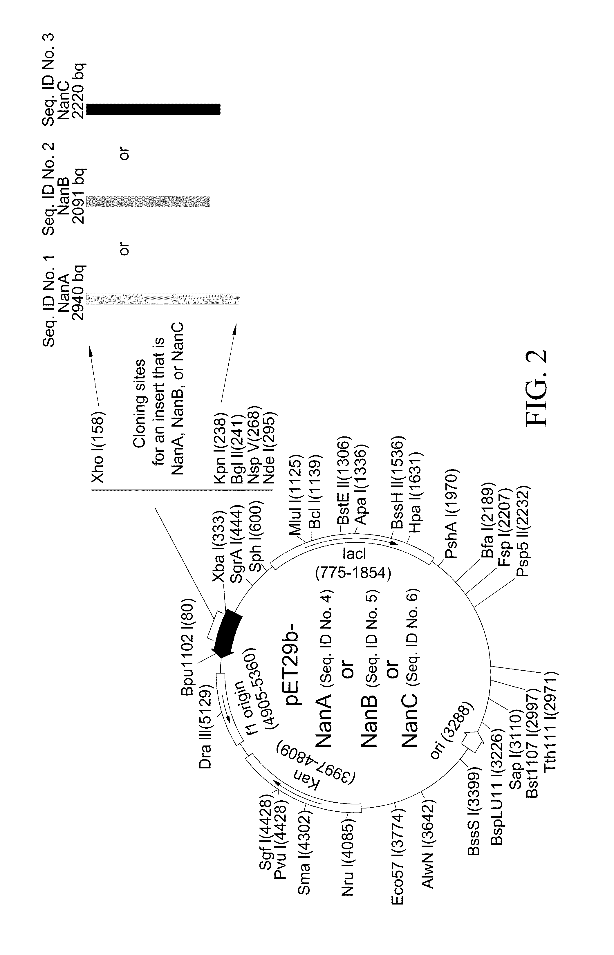 Method of diagnosing and preventing pneumococcal diseases using pneumococcal neuraminidases