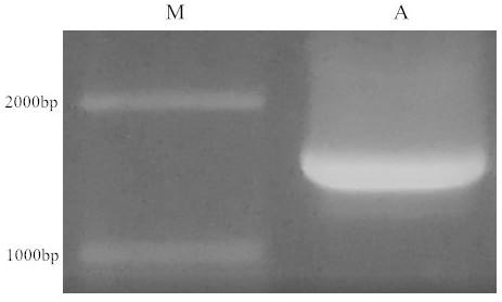 Biocontrol bacterium HN-2 for efficiently producing lipopeptide substances and fermentation technology thereof
