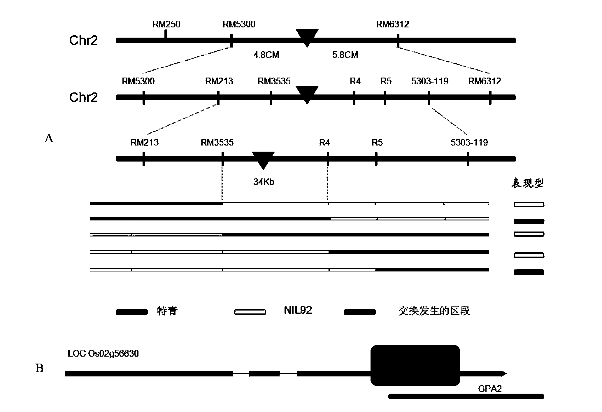GPA2 gene controlling seeds per ear of plant and applications thereof