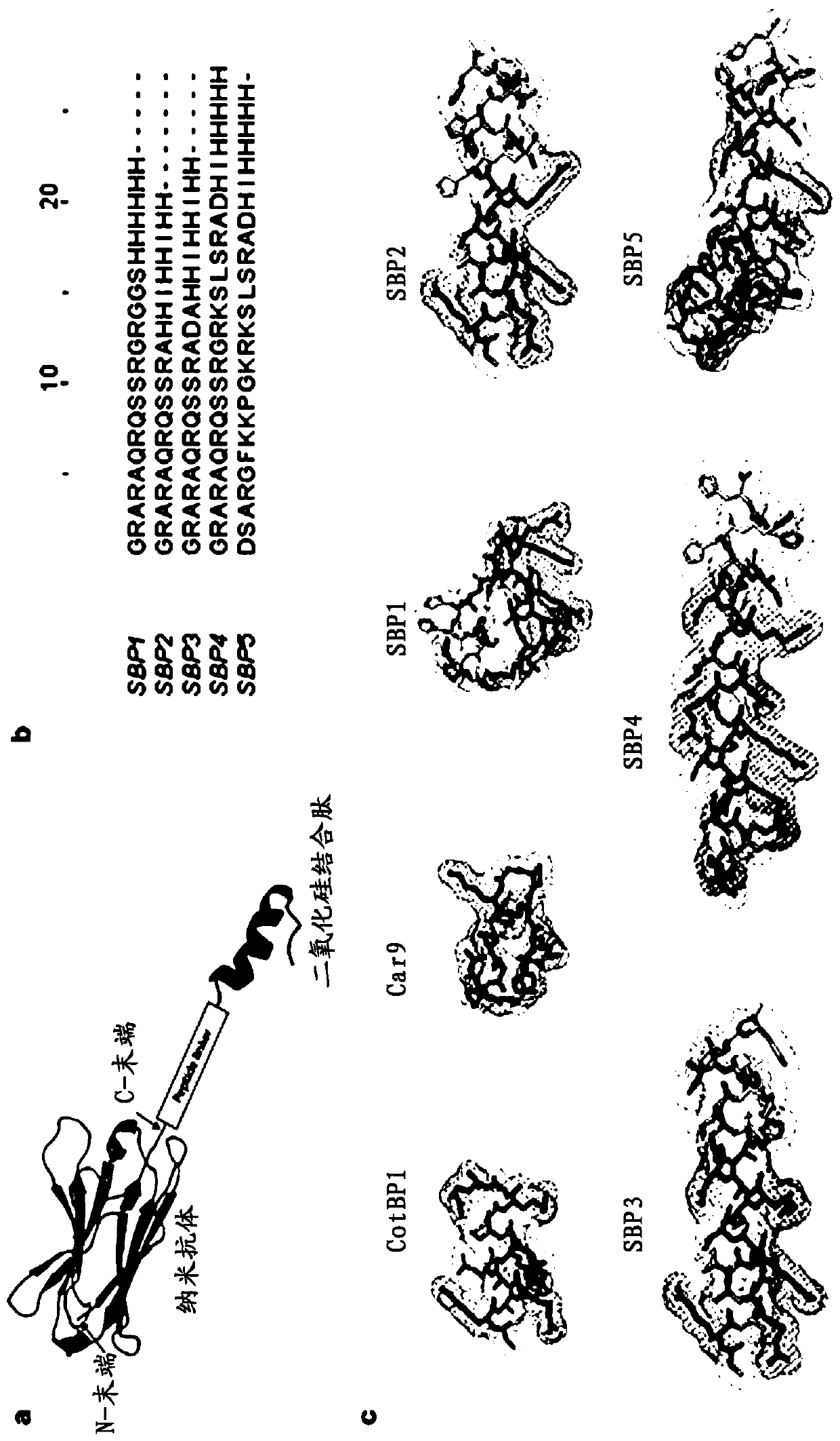 Polypeptide for protein surface immobilization and application thereof
