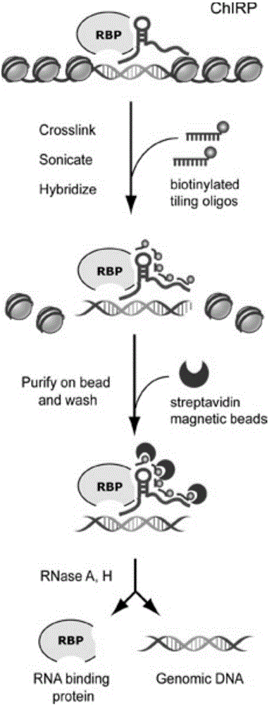 RNA (ribonucleic acid)purification chromatin separation technique