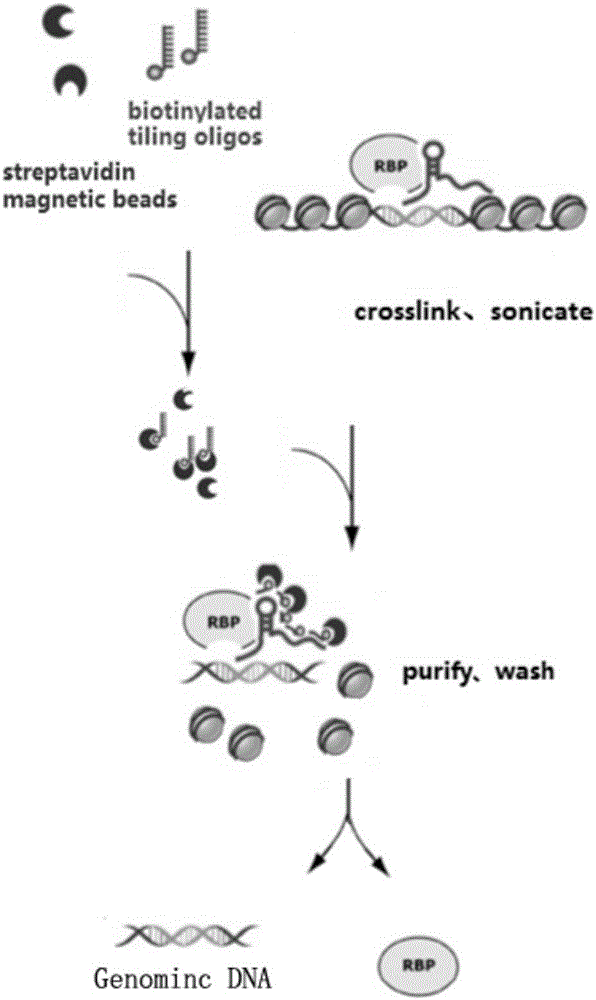RNA (ribonucleic acid)purification chromatin separation technique