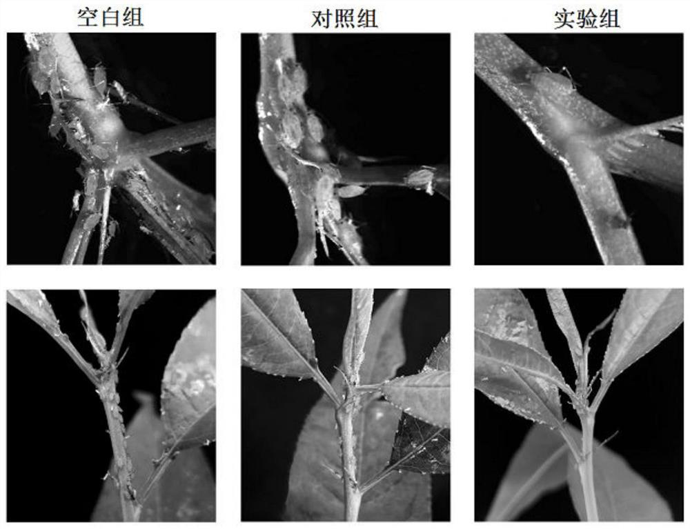 Application of Betulin in the Preparation of Aphidicide and Aphidicide