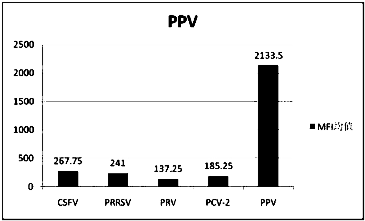 Liquid phase chip detection method for porcine parvovirus